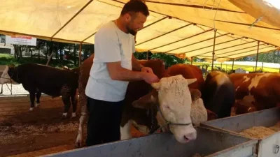 Tarım ve Orman Bakanlığı, şap hastalığı riski nedeniyle ülke genelinde