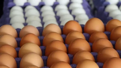 Tarım ve Orman Bakanlığı, sofralık yumurtalarda israfı önlemek amacıyla etiketleme