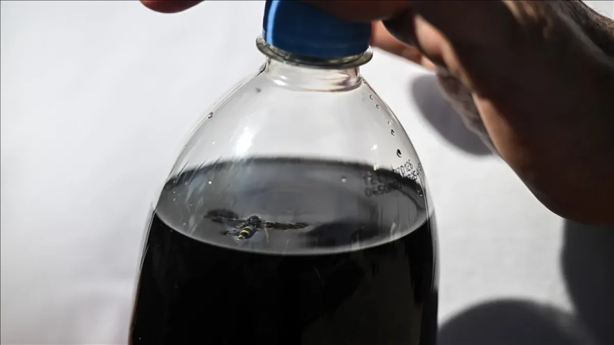kola-arı