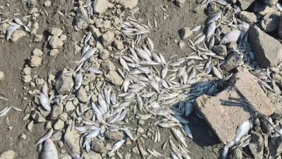 Manyas İlçesi’nde sabah saatlerinde göle açılan balıkçılar, ağlarına takılan tüm