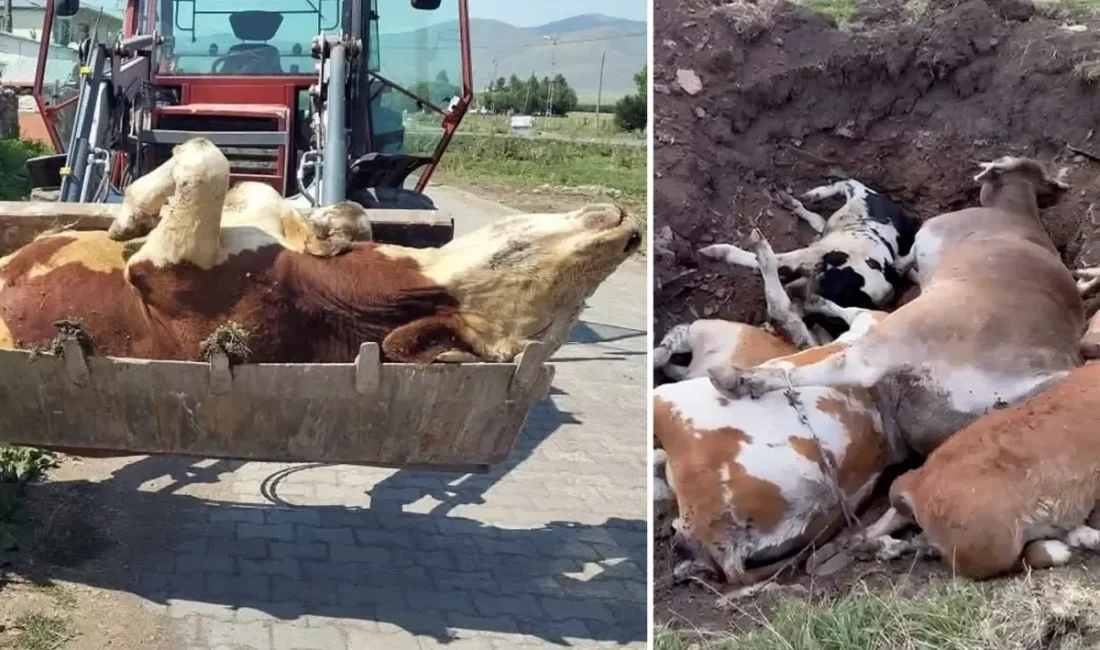  Hayvancılıkla geçinen yüzlerce aile, geçim kaynağını kaybederken zararın 1 milyar