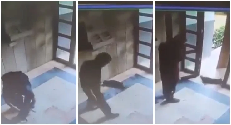  İstanbul Başakşehir’de “Cezve” isimli kediye işkence ederek öldüren Burak Alan
