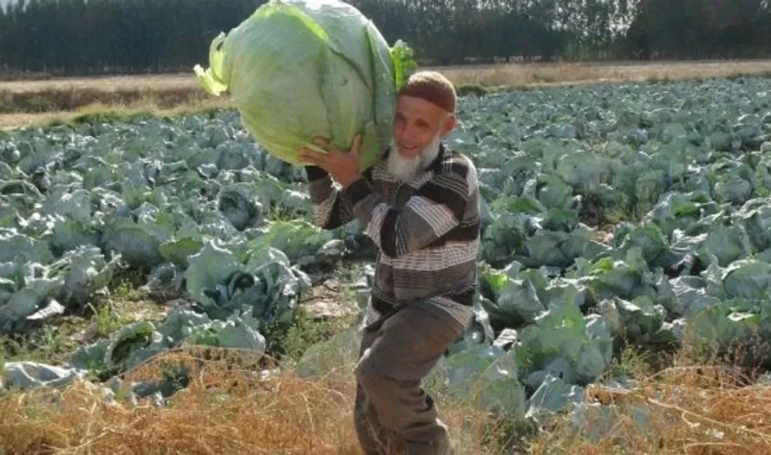 Afyonkarahisar’da lahana üreticileri, hasat döneminde ciddi işçi sıkıntısı yaşadıklarını belirtiyor.