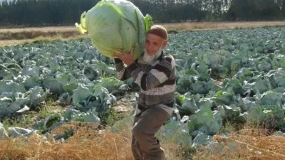 Afyonkarahisar’da lahana üreticileri, hasat döneminde ciddi işçi sıkıntısı yaşadıklarını belirtiyor.