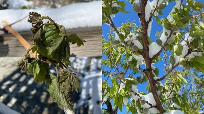 Türkiye genelinde aylar önce etkili olan soğuk hava dalgası, tarım