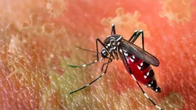 Çin’in güneyindeki Guangdong eyaletinde sivrisinek kaynaklı chikungunya virüsü hızla yayılıyor.