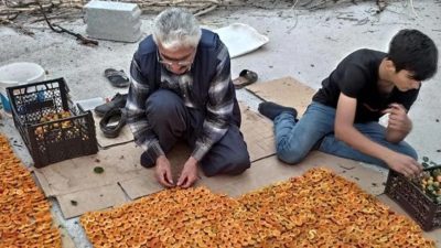 Van ve ilçelerinde kayısı kurutma dönemi tüm hızıyla devam ediyor.