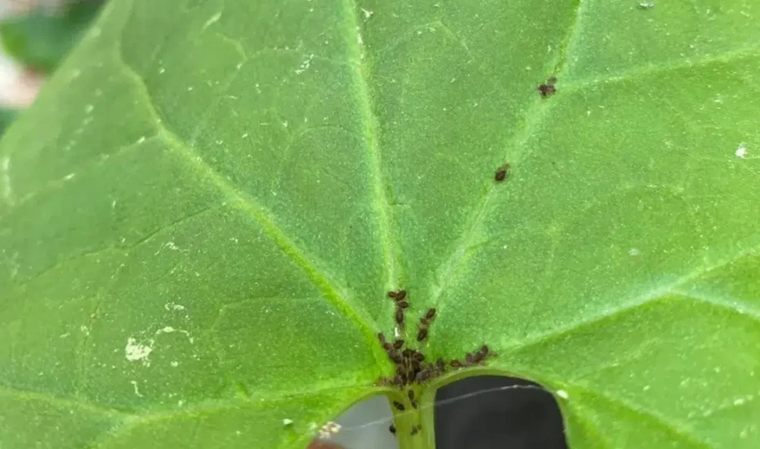 Kaz Dağları’nın Güvercinkaya bölgesinde yürütülen bilimsel çalışmalar sonucunda, daha önce