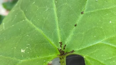 Kaz Dağları’nın Güvercinkaya bölgesinde yürütülen bilimsel çalışmalar sonucunda, daha önce