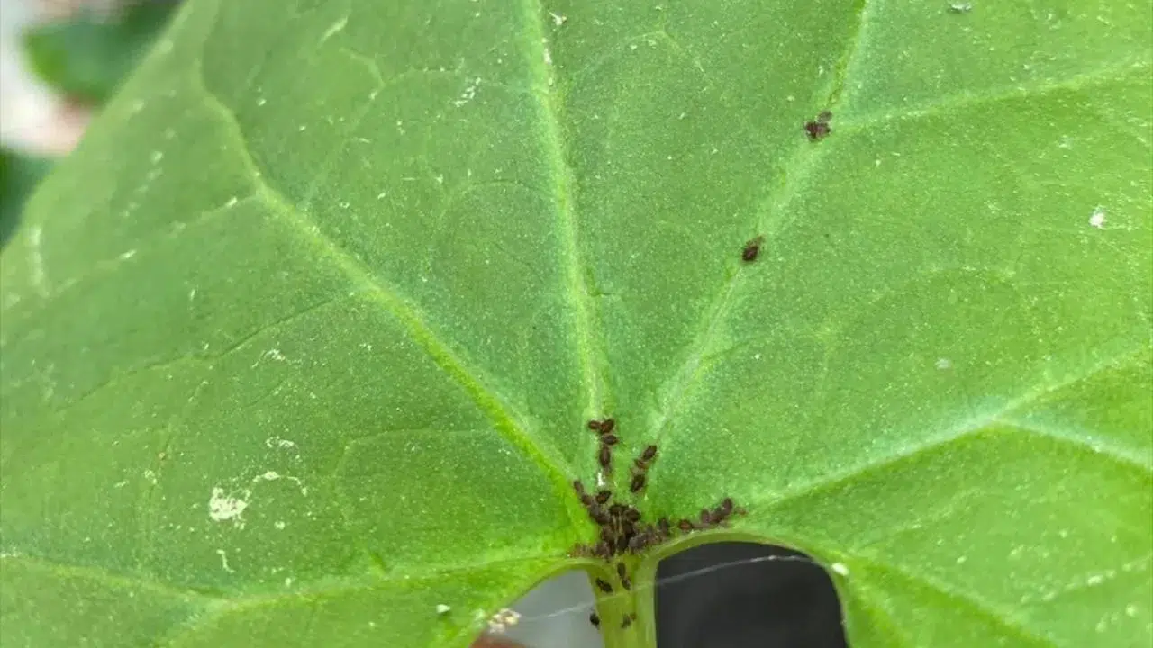 Kaz Dağları’nın eşsiz doğasında yürütülen bilimsel çalışmalar, bölgenin biyoçeşitliliğine dair