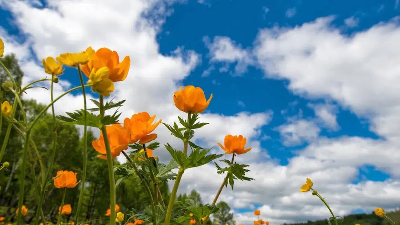 Doğanın uyanışını müjdeleyen cemrelerin üçüncüsü için geri sayım başlarken vatandaşlar