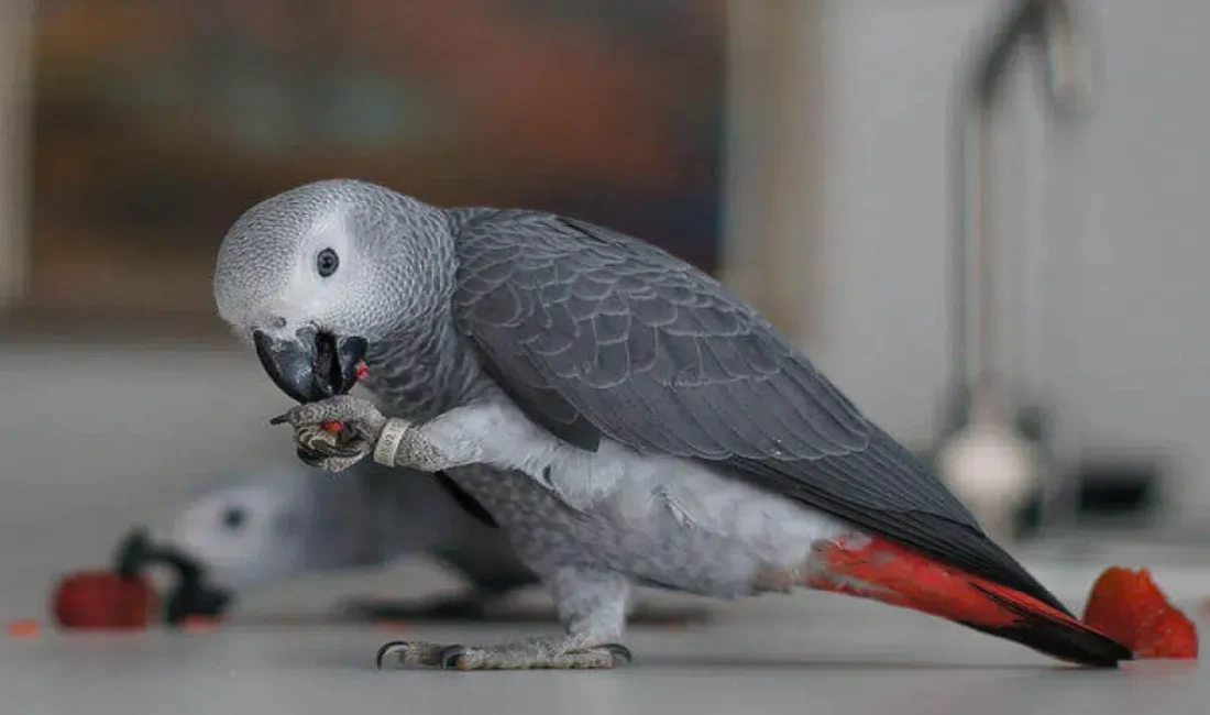 Tarım ve Orman Bakanlığı ekipleri tarafından İstanbul Havalimanı’nda gerçekleştirilen denetimlerde,