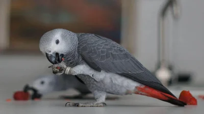 Tarım ve Orman Bakanlığı ekipleri tarafından İstanbul Havalimanı’nda gerçekleştirilen denetimlerde,