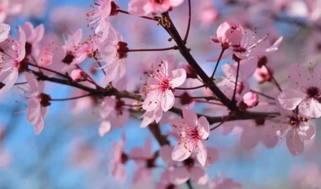Baharın gelişini müjdeleyen ve doğanın uyanışını simgeleyen cemrelerin düşme tarihleri