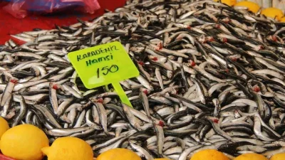 Menteşe ilçesindeki balık tezgahlarında son günlerde yaşanan hamsi bolluğu fiyat