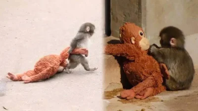 Tokyo yakınlarındaki bir hayvanat bahçesinde hayatını sürdüren küçük maymun Punch,