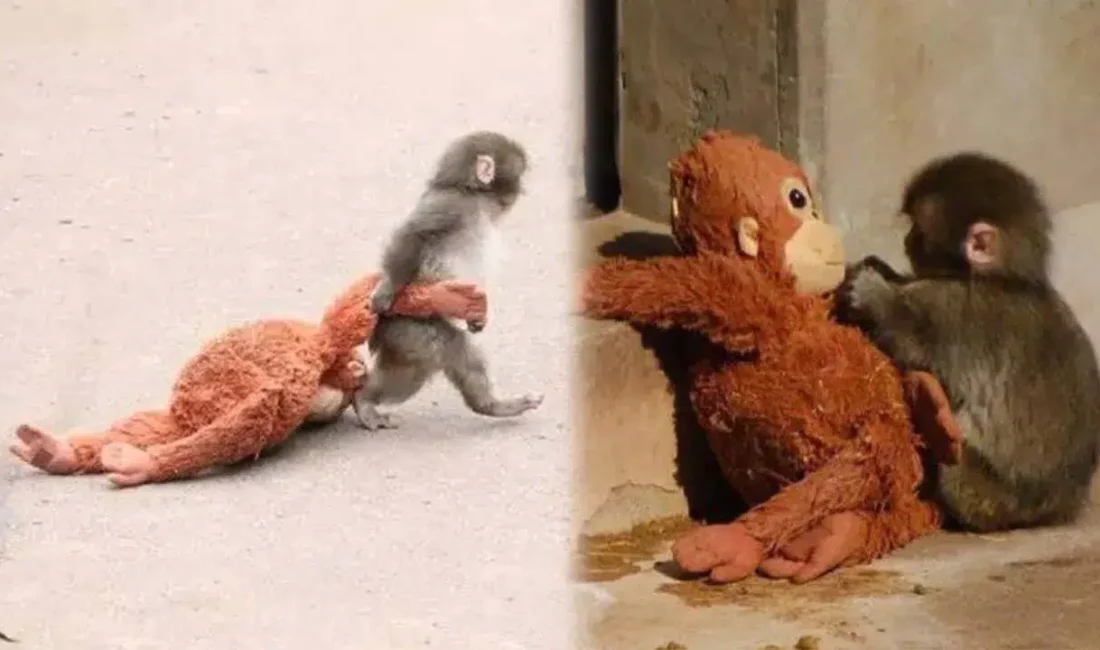 Tokyo yakınlarındaki sessiz bir hayvanat bahçesinde başlayan ve kısa sürede