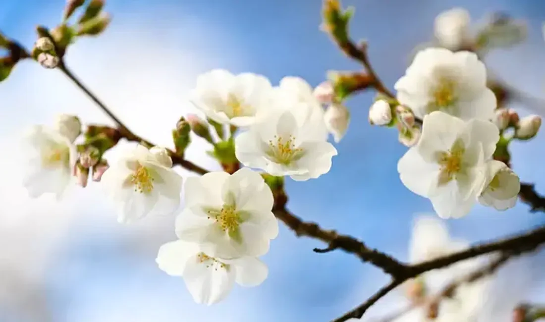 Baharın müjdecisi olarak kabul edilen Nevruz Bayramı için hazırlıklar başlarken,
