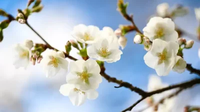 Baharın müjdecisi olarak kabul edilen Nevruz Bayramı için hazırlıklar başlarken,