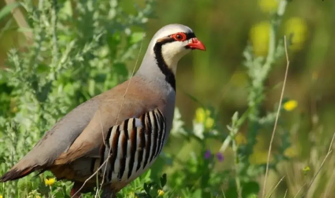 Van’ın Çatak ilçesinde jandarma ekipleri tarafından gerçekleştirilen denetimler sırasında bir