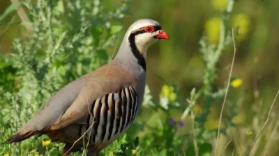 Van’ın Çatak ilçesinde jandarma ekipleri tarafından gerçekleştirilen denetimler sırasında bir