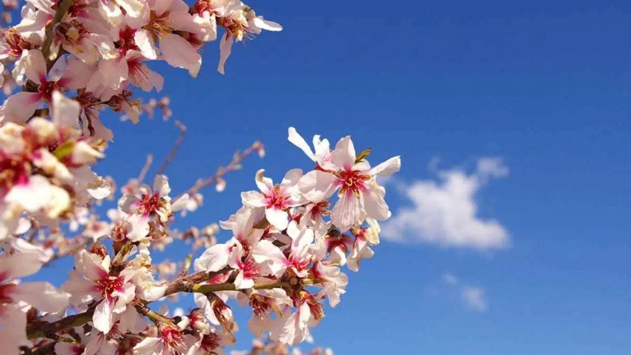 Baharın müjdecisi olarak kabul edilen cemrelerin düşüş takvimi vatandaşlar tarafından