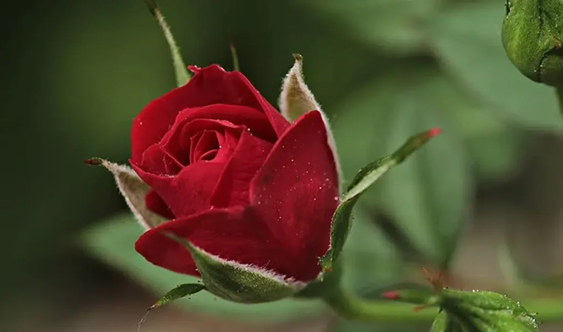 14 Şubat Sevgililer Günü heyecanı tüm Türkiye’yi sararken çiçekçilerde beklenen