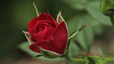 14 Şubat Sevgililer Günü öncesinde Diyarbakır’daki çiçekçilerde hazırlıklar tüm hızıyla