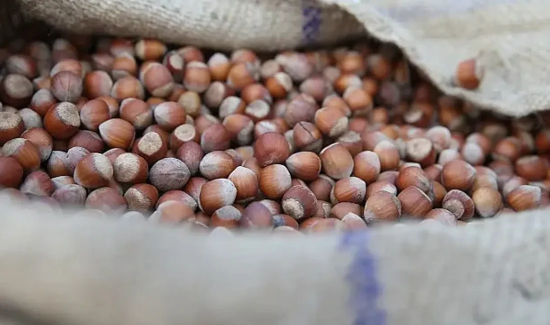 Fındık piyasasında gözler serbest piyasaya çevrilmişken fiyatlardaki durağan seyir üreticinin