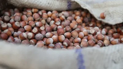 Fındık piyasasında gözler serbest piyasaya çevrilmişken fiyatlardaki durağan seyir üreticinin