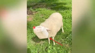 Aydın’ın Efeler ilçesinde otladığı sırada kafasını plastik bir bidona sıkıştıran