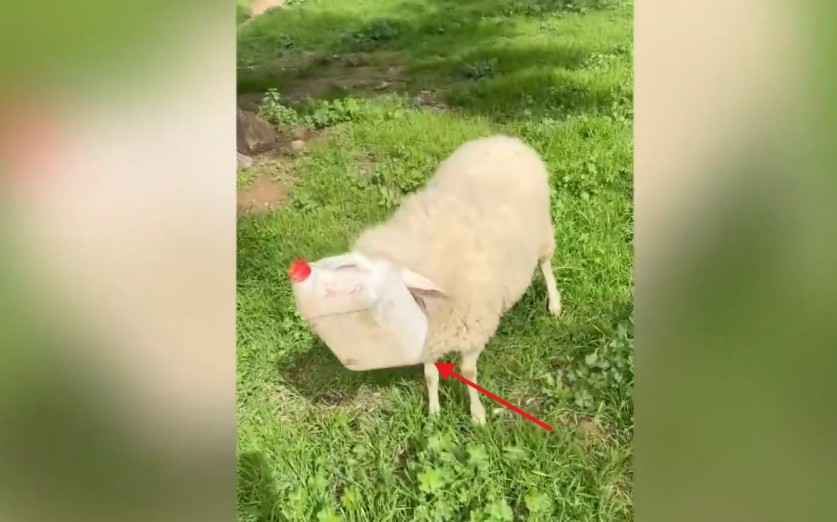 Aydın’ın Efeler ilçesinde otladığı sırada kafasını plastik bir bidona sıkıştıran