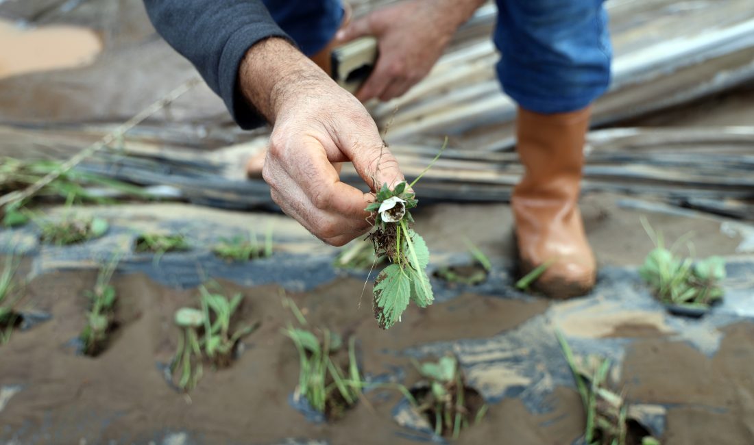 Muğla’nın Köyceğiz ilçesinde aniden bastıran şiddetli sağanak yağış, dereleri taşırarak