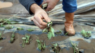 Muğla’nın Köyceğiz ilçesinde aniden bastıran şiddetli sağanak yağış, dereleri taşırarak