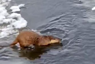 Kura Nehri’nin dondurucu sularında gerçekleşen sıra dışı av partisi, bölgedeki