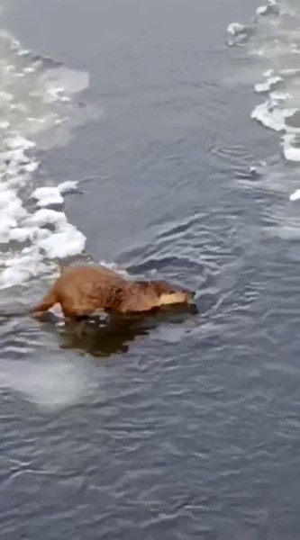 Kura Nehri’nin dondurucu sularında gerçekleşen sıra dışı av partisi, bölgedeki