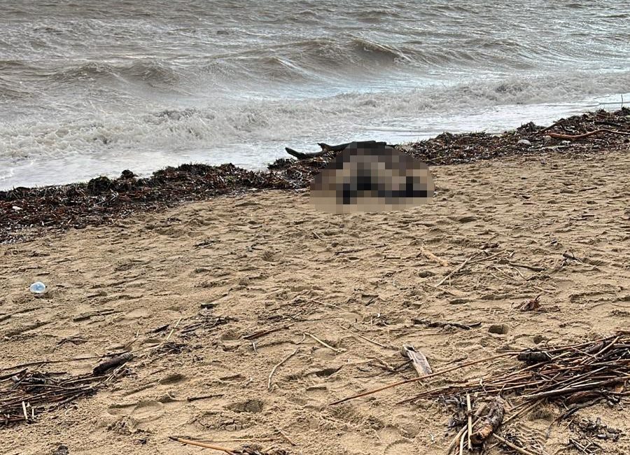 Balıkesir’in Ayvalık ilçesinde sabah saatlerinde sahilde hareketsiz yatan bir kadını