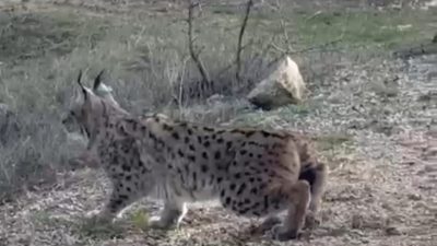 Ankara’nın Nallıhan ilçesinde doğanın en gizemli sakinlerinden biri olan ve