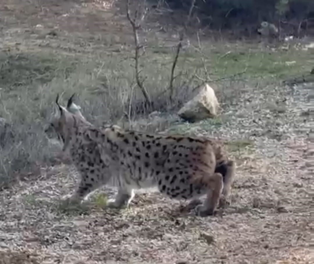 Ankara’nın Nallıhan ilçesinde doğanın en gizemli sakinlerinden biri olan ve