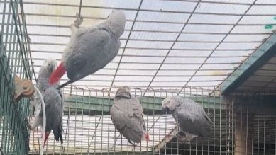 Libya’dan İstanbul’a gelen iki yabancı uyruklu yolcunun valizlerinde yapılan aramalar