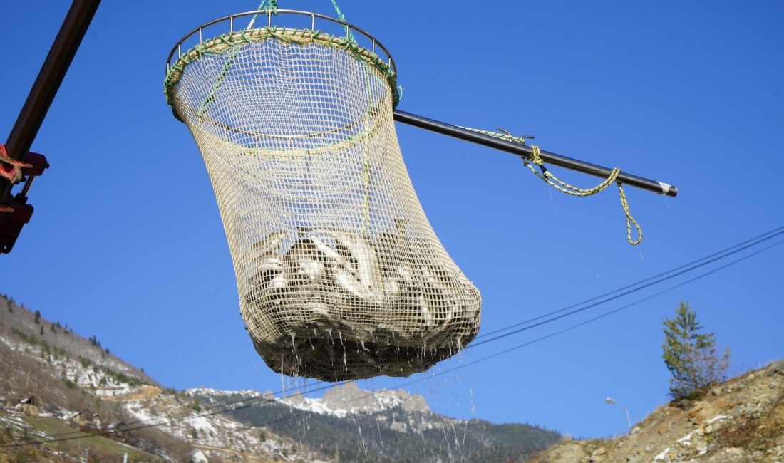 Gümüşhane, denizi olmamasına rağmen baraj göllerinde kurulan dev tesislerle alabalık