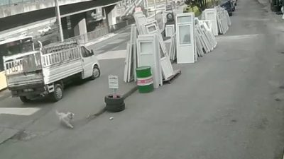 Trabzon’da üniversite öğrencisi genç bir kızın sokak köpeği saldırısından kurtulmaya