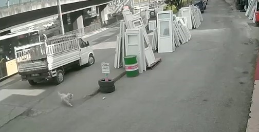 Trabzon’da üniversite öğrencisi genç bir kızın sokak köpeği saldırısından kurtulmaya