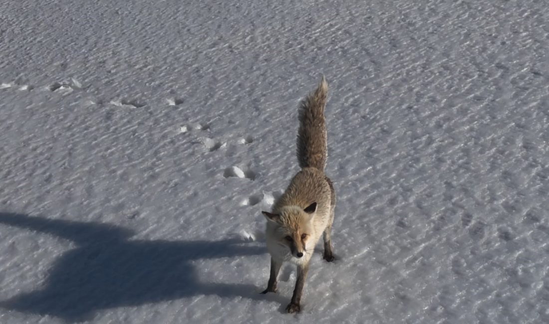 Bitlis’in Adilcevaz ilçesinde beyaz örtüyle kaplanan doğada yiyecek arayan tilkinin,