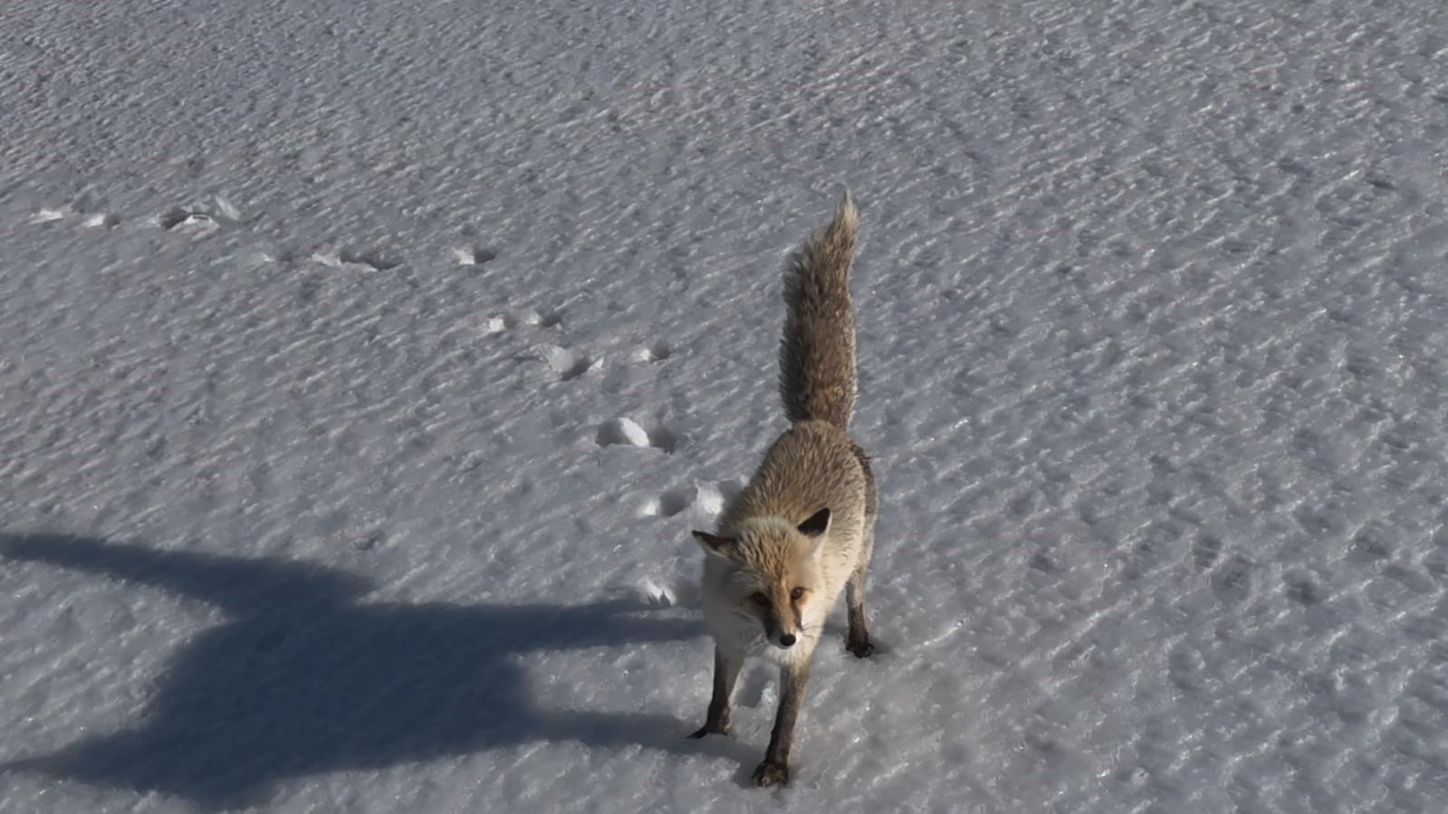 Bitlis’in Adilcevaz ilçesinde beyaz örtüyle kaplanan doğada yiyecek arayan tilkinin,