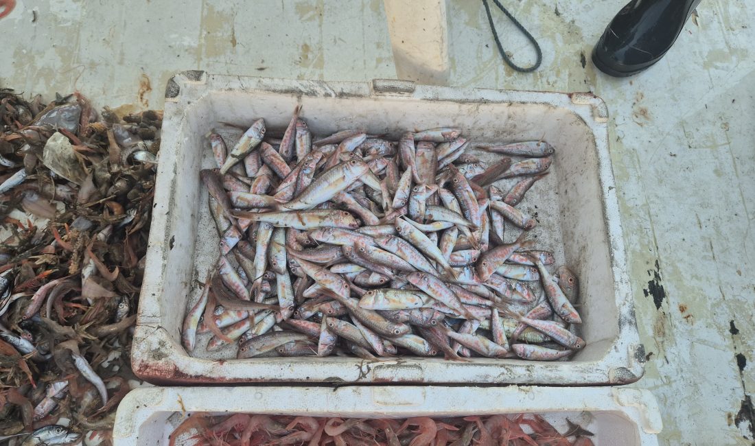 Tekirdağ’ın Süleymanpaşa ilçesinde denize açılan balıkçılar, kasalar dolusu taze ürünle