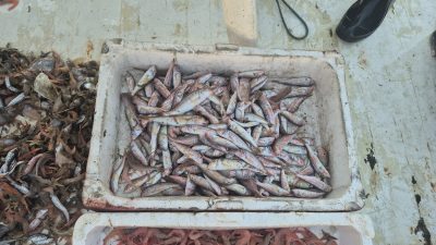 Tekirdağ’ın Süleymanpaşa ilçesinde denize açılan balıkçılar, kasalar dolusu taze ürünle