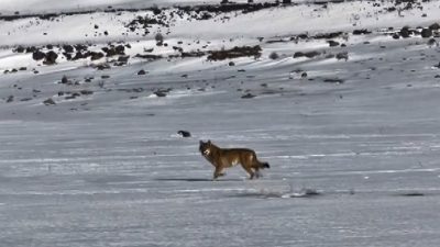 Kars ile Çıldır arasındaki karayolunda seyir halindeki bir sürücü, beyaz