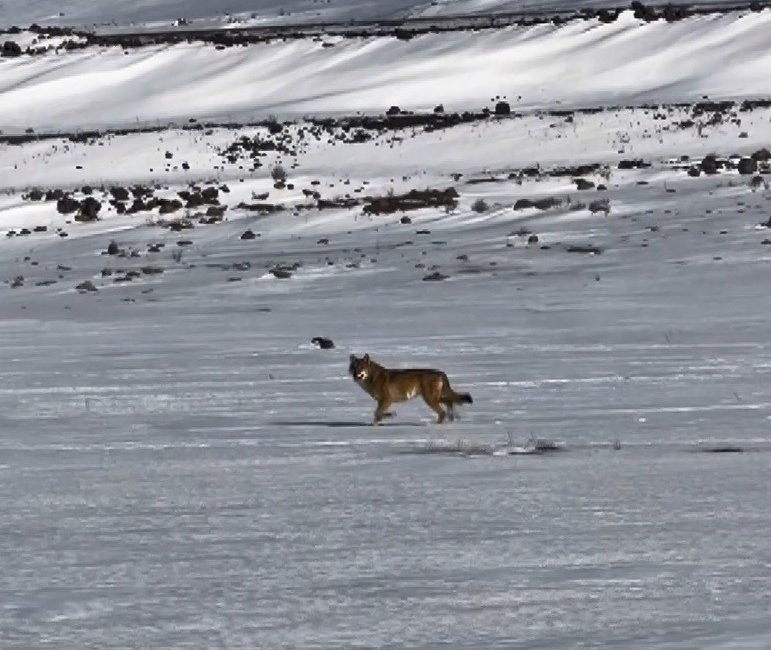 Kars ile Çıldır arasındaki karayolunda seyir halindeki bir sürücü, beyaz