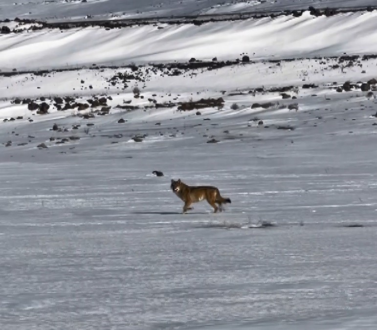 Kars ile Çıldır arasındaki karayolunda karla kaplı arazide ilerleyen bir